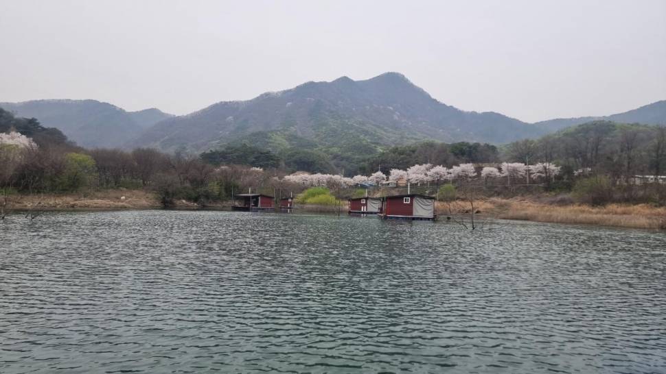 솔낚시터 주중 사짜 및 월척 조황 소식입니다 (조황조행기 - 충주호조황속보)