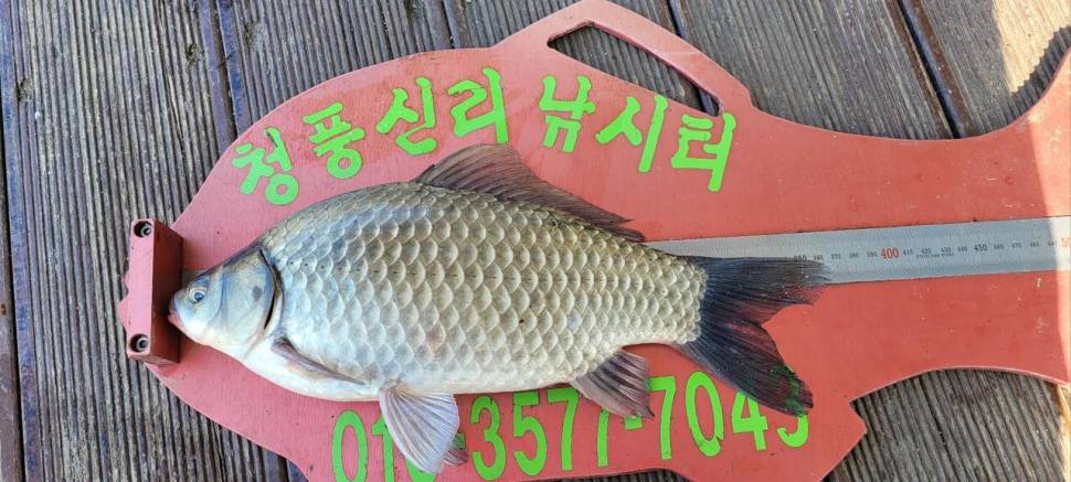 청풍신리낚시터 허리급입니다 (조황조행기 - 충주호조황속보)