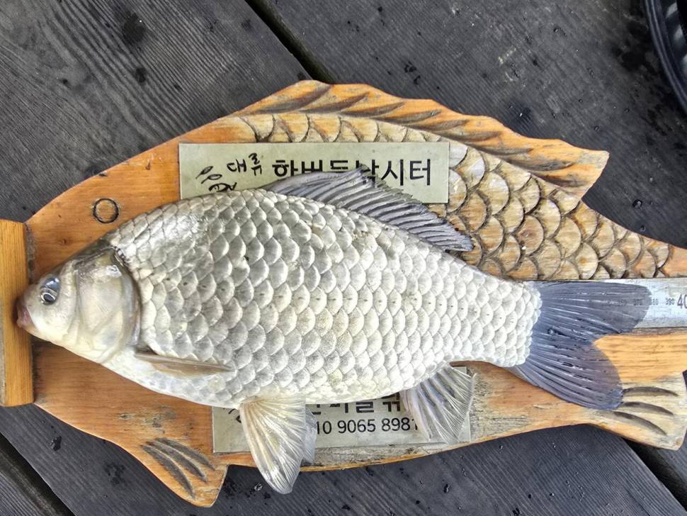 청풍 한버들 조황입니다 (조황조행기 - 충주호조황속보)