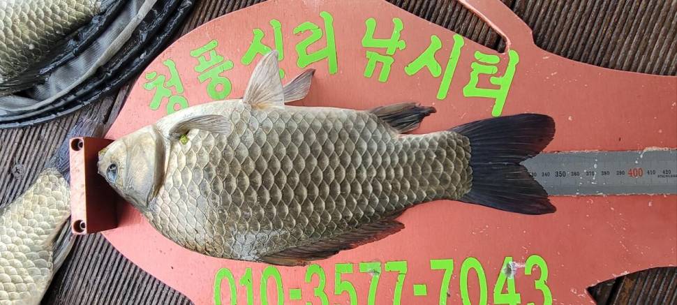 청풍신리낚시터 허리급조황입니다 (조황조행기 - 충주호조황속보)