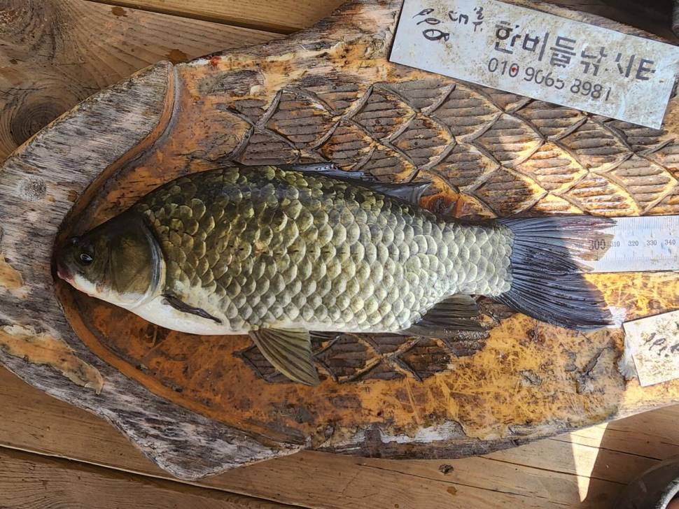 청풍 한버들 허리급및 월척들 호조황입니다 (조황조행기 - 충주호조황속보)
