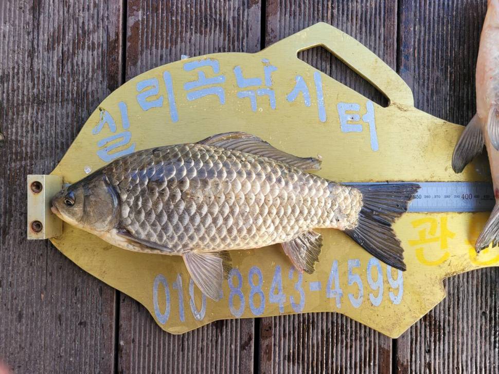 청풍실리곡낚시터 438cm4짜4짜4짜4짜 조황입니다 (조황조행기 - 충주호조황속보)
