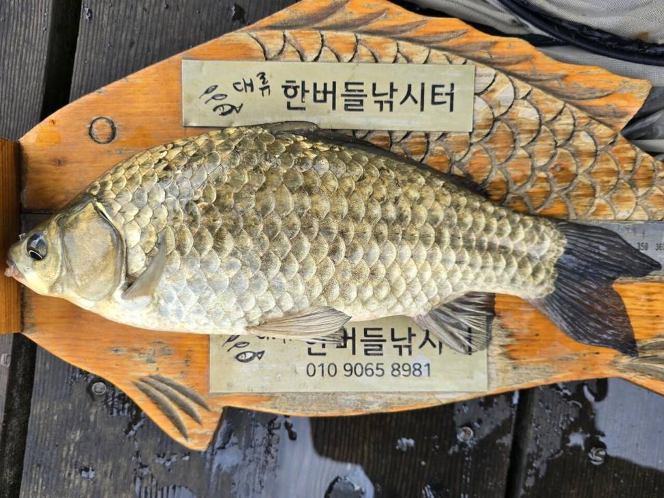 청풍 한버들 조황입니다 (조황조행기 - 충주호조황속보)