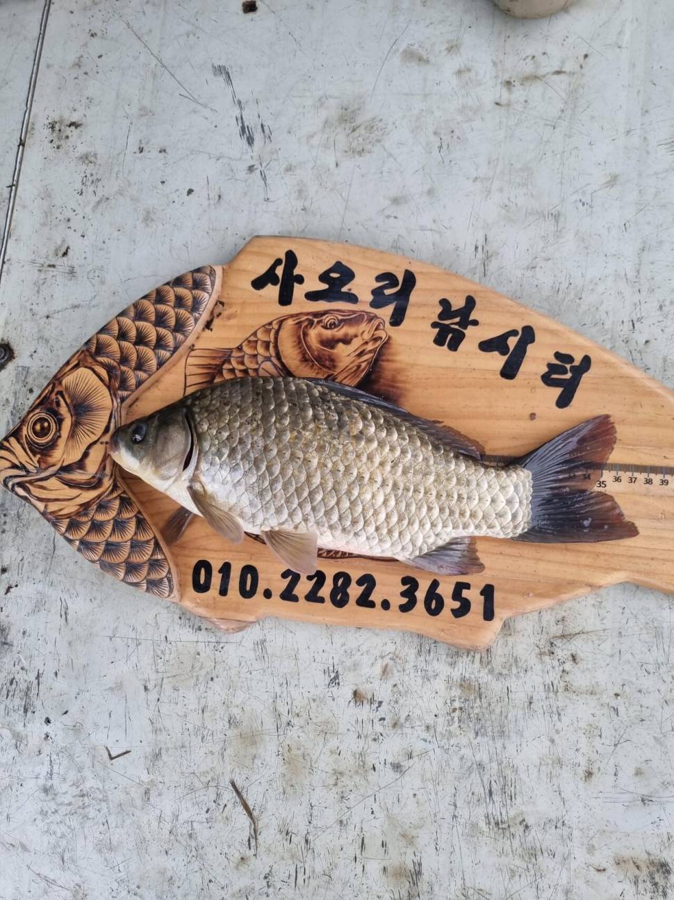 사오리 낚시터 조황정보 (조황조행기 - 충주호조황속보)