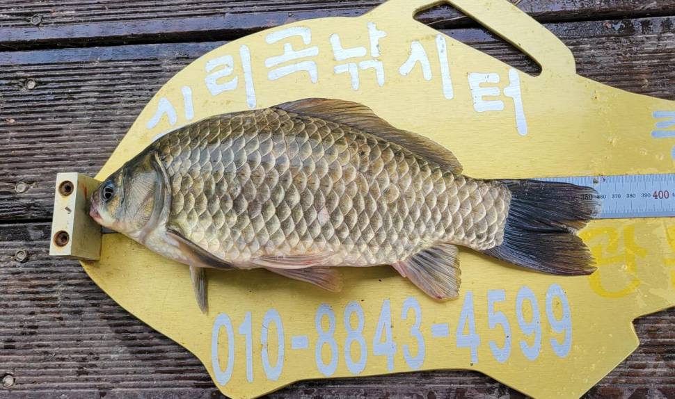 청풍 실리곡낚시터 허리급 조황입니다 (조황조행기 - 충주호조황속보)