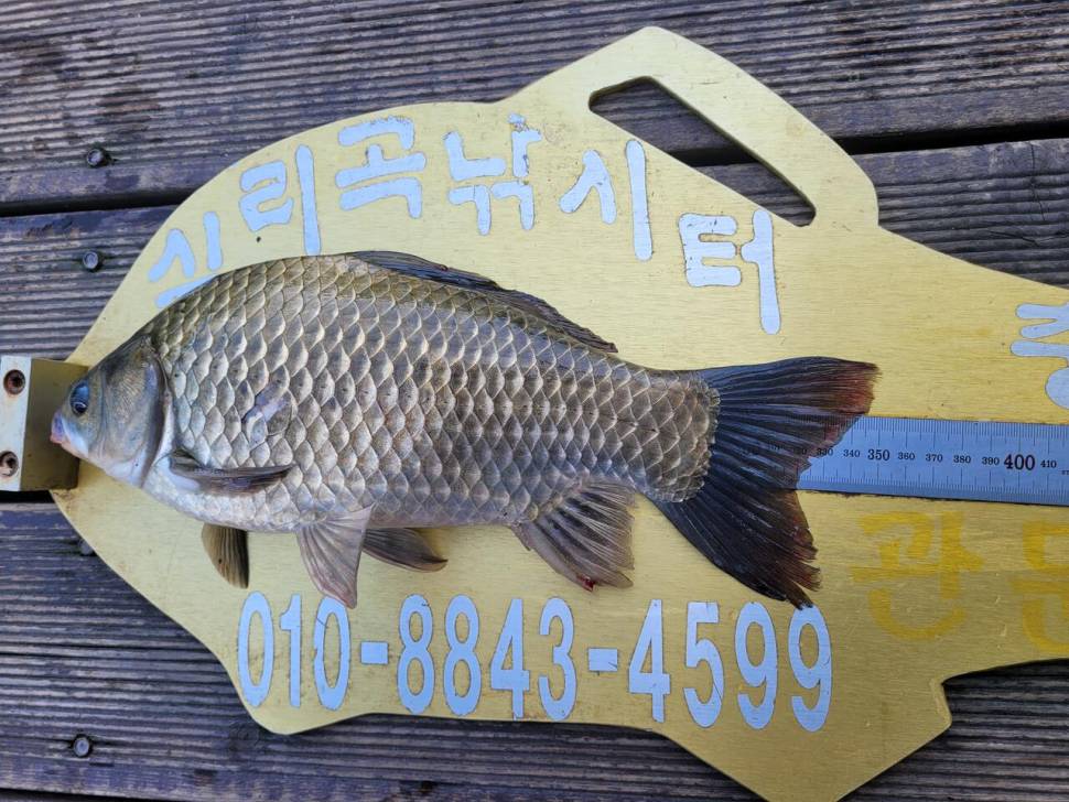 청풍실리곡낚시터 조황입니다 (조황조행기 - 충주호조황속보)