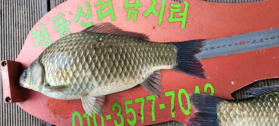 청풍신리낚시터 4짜 조황입니다 (조황조행기 - 충주호조황속보)