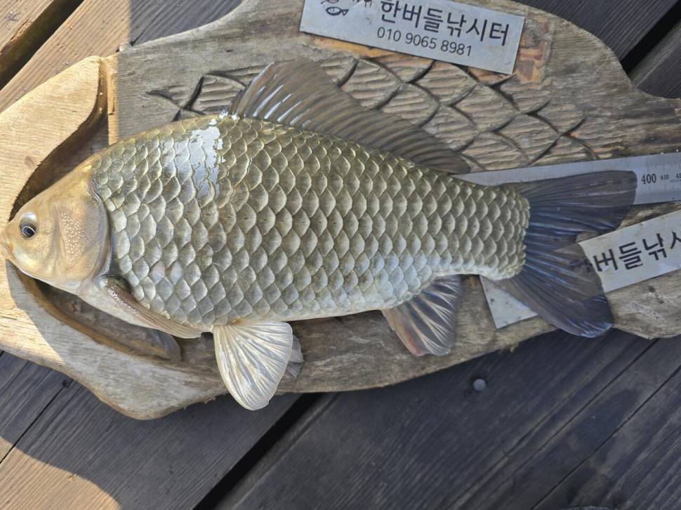청풍 한버들 호조황입니다 (조황조행기 - 충주호조황속보)