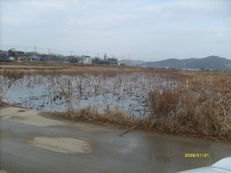 대구인근 낚시터호촌늪 (낚시터가는길 - 낚시터소개)