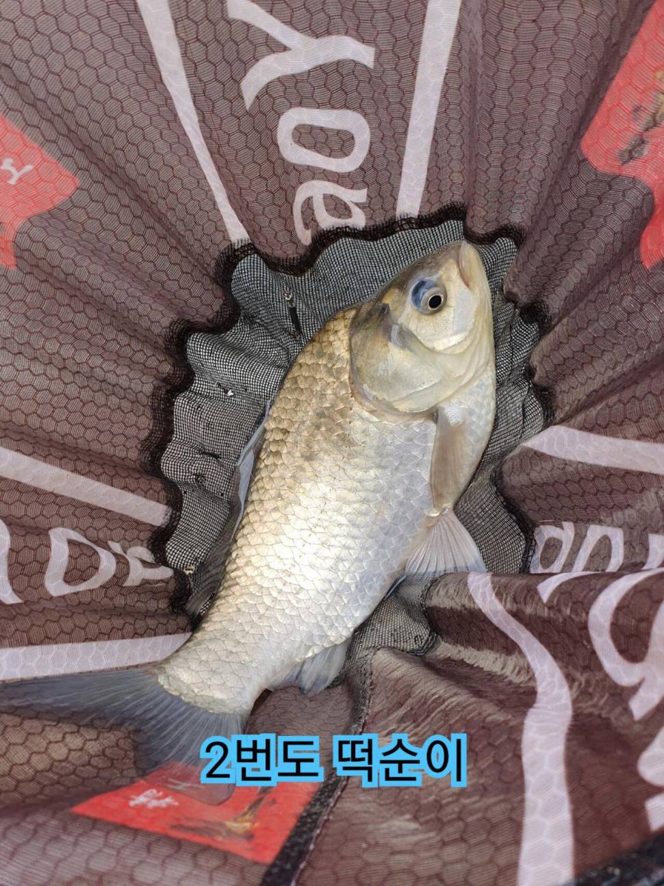 상덕낚시터 낮낚시 밤낚시 (유료터정보 - 유료터조행기)