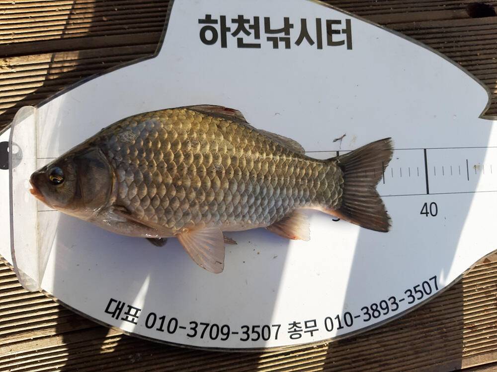 충주호 하천 낚시터 조황 소식입니다 (조황조행기 - 특파원조황)