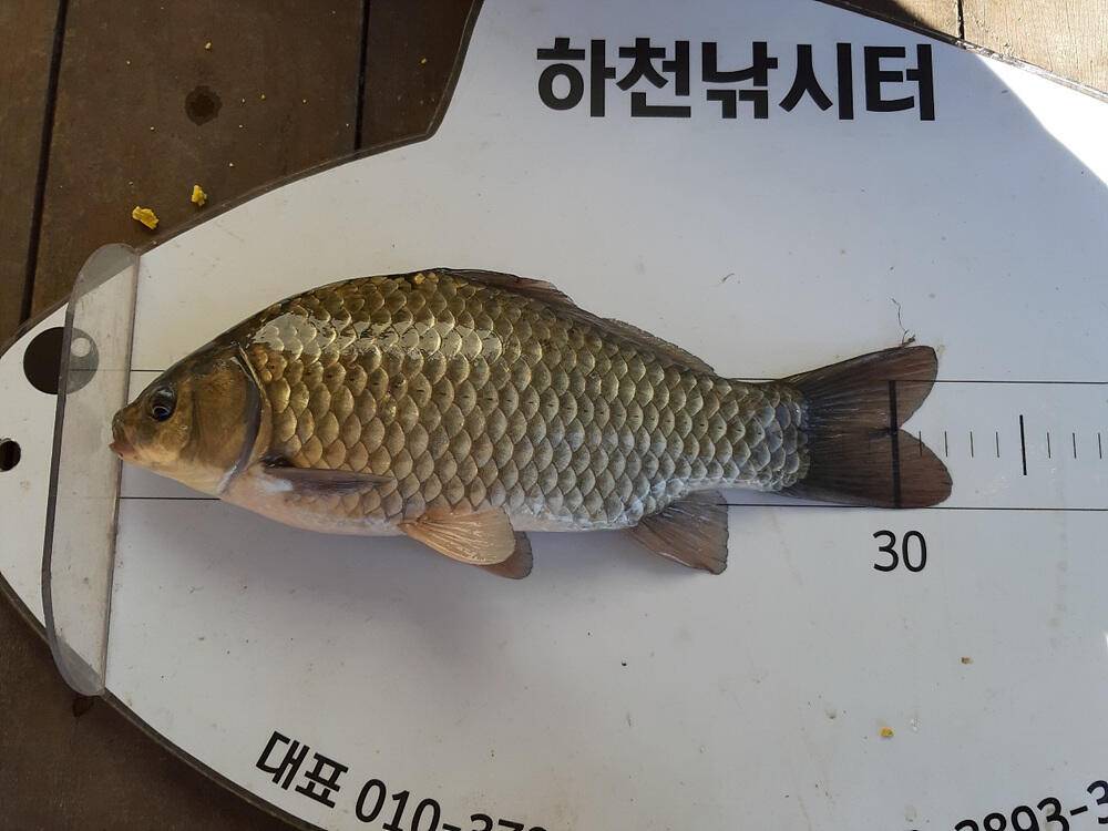 충주호 하천 낚시터 조황 소식입니다 (조황조행기 - 특파원조황)