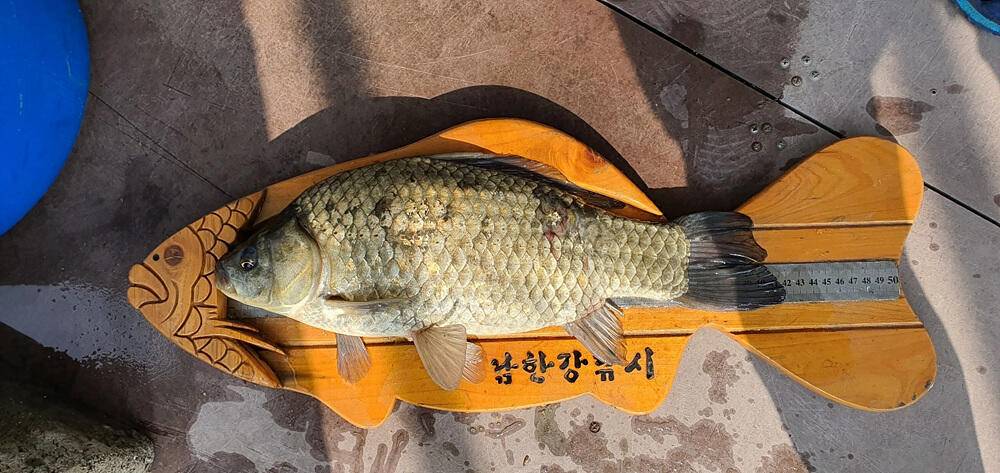 명서낚시터 4짜와 마릿수 붕어 장어 종점 낚시터 42cm 대물붕어 조황 소식입니다 (조황조행기 - 특파원조황)