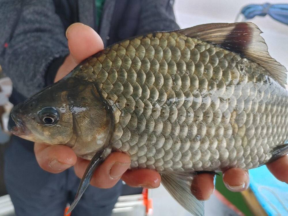 하천낚시터 41cm 대물붕어와 마릿수 조황 소식 (조황조행기 - 특파원조황)