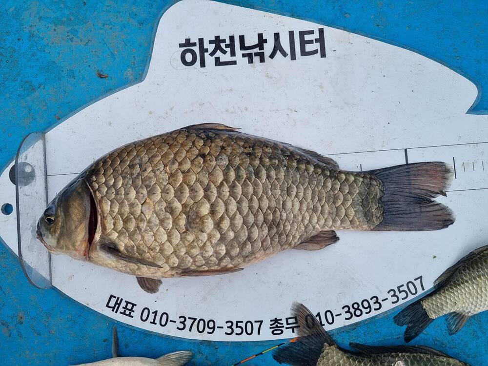 충주호 하천 낚시터 45cm 대물 붕어 소식입니다 (조황조행기 - 특파원조황)