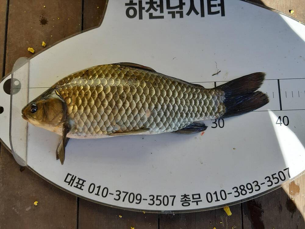 충주호 하천 낚시터 조황 소식입니다 (조황조행기 - 특파원조황)
