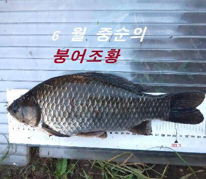 6월 중순에 드리는 조황안내 입니다 (조황조행기 - 특파원조황)