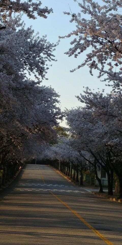 평택호 대물붕어 (조황조행기 - 특파원조황)