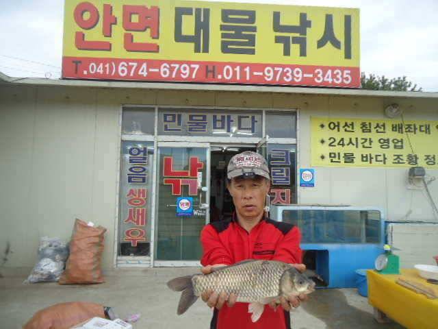 53 부남호 주중 조황 안내 (조황조행기 - 특파원조황)