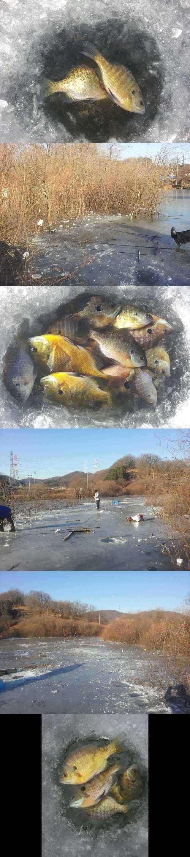 고삼지 블루길들의 모습 (조황조행기 - 특파원조황)