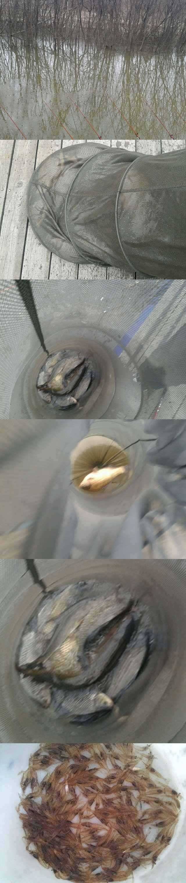고삼지 드디어 마릿수의 붕어들 (조황조행기 - 특파원조황)