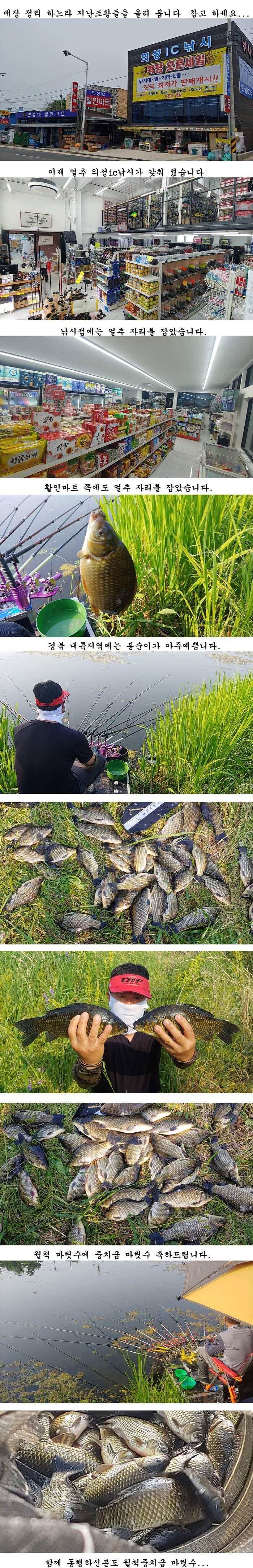의성권 조황입니다 (조황조행기 - 특파원조황)