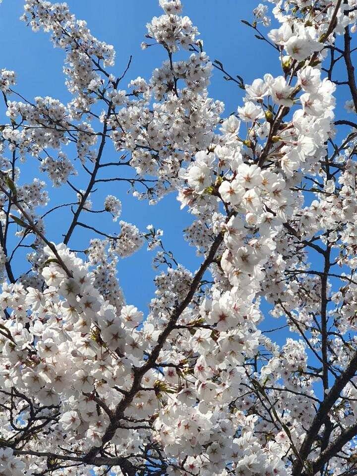 평택호남양호 덩어리 (조황조행기 - 특파원조황)