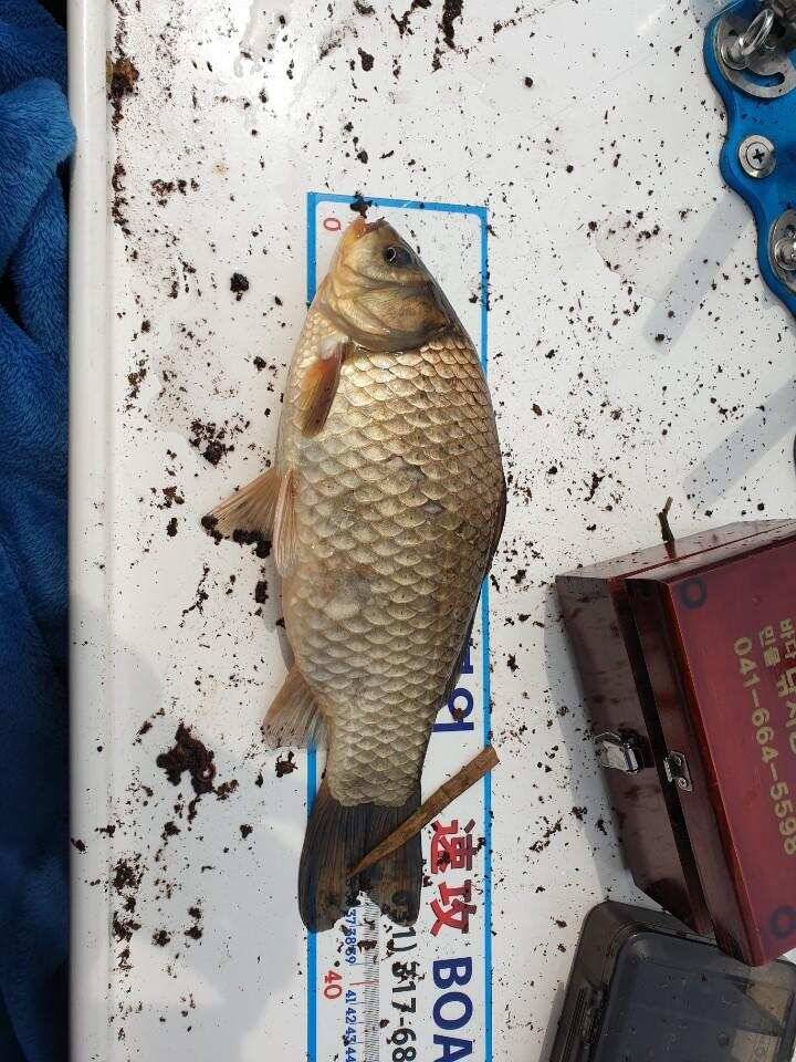 평택호 대물붕어 (조황조행기 - 특파원조황)