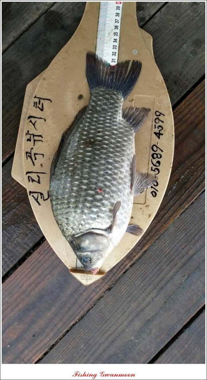 제일윤신매돌감짱가네한버들실리곡 월척 (조황조행기 - 특파원조황)