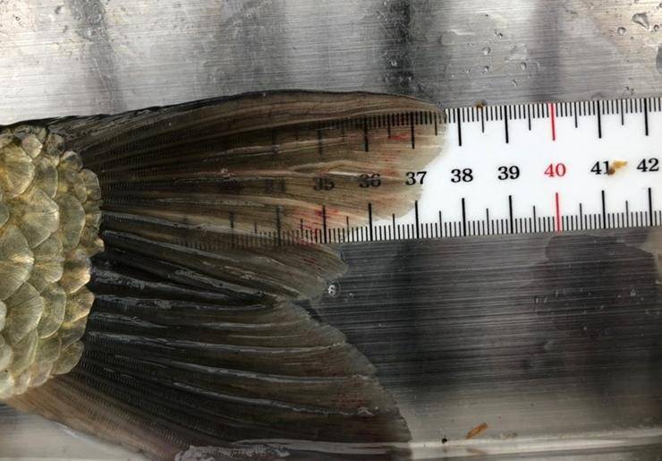 고삼지 노지의 붕어들 (조황조행기 - 특파원조황)
