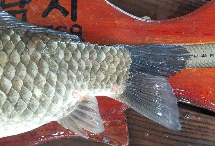 4짜들이 줄줄이고삼지 (조황조행기 - 특파원조황)