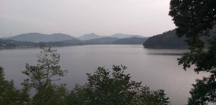 고삼지붕어들의 모습 (조황조행기 - 특파원조황)