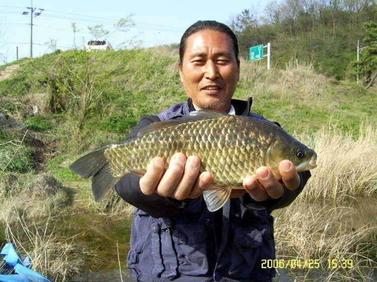 경주권4월26일 붕어잔치 조황입니다 (조황조행기 - 특파원조황)
