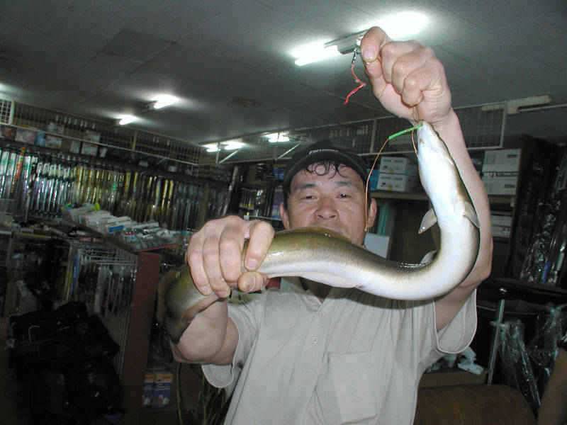 충주호 우중에 올린 1kg의 대물장어 (조황조행기 - 특파원조황)