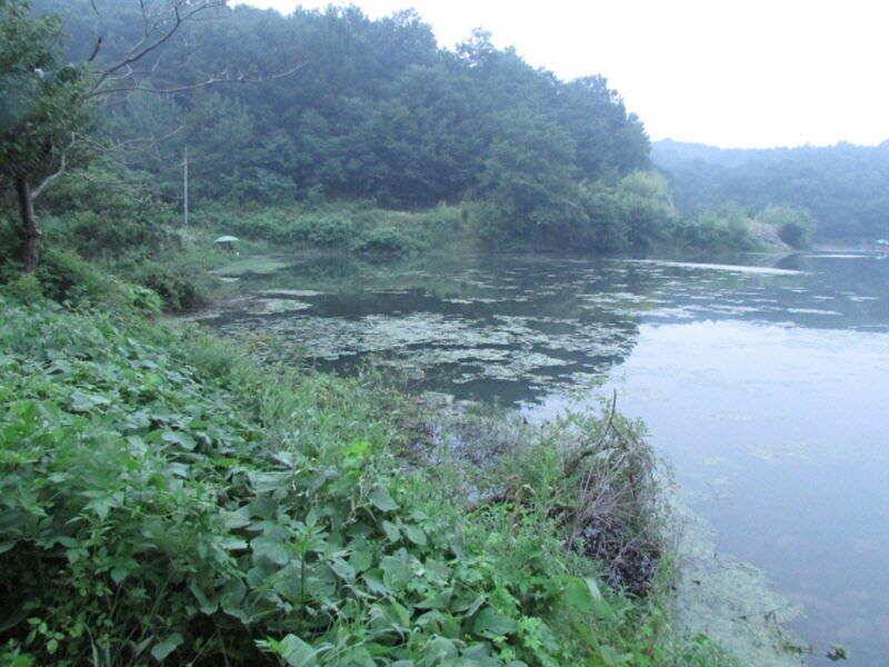 7월 3주차 조황입니다 (조황조행기 - 특파원조황)