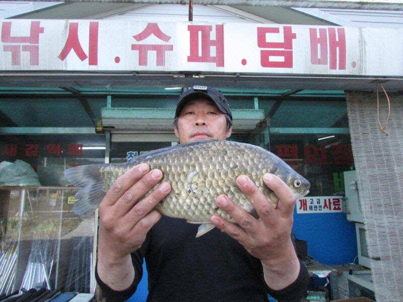 5월 마지막주 조황 입니다 (조황조행기 - 특파원조황)