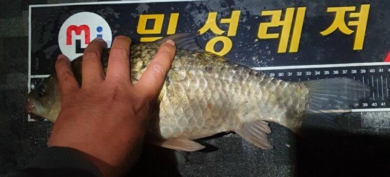 4짜의 모습청미천 (조황조행기 - 특파원조황)