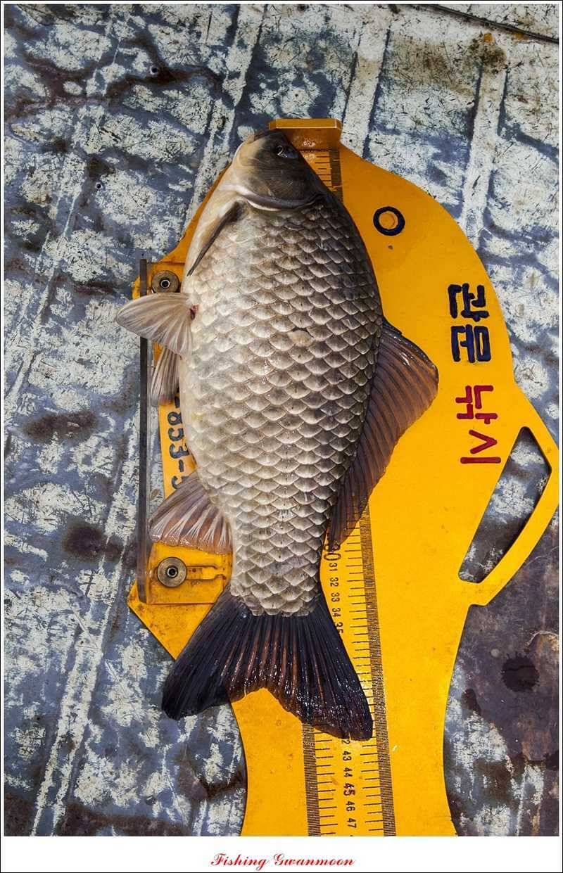 충주권 노지화곡지칠성지 조황 (조황조행기 - 특파원조황)