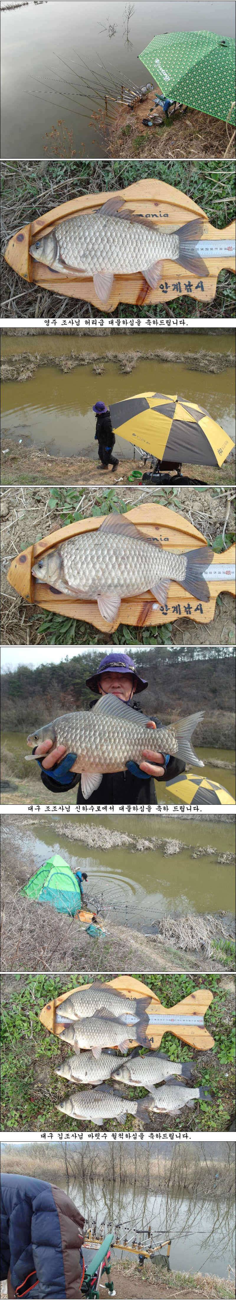 허리급 마릿수에 월척 마릿수 조황 (조황조행기 - 특파원조황)