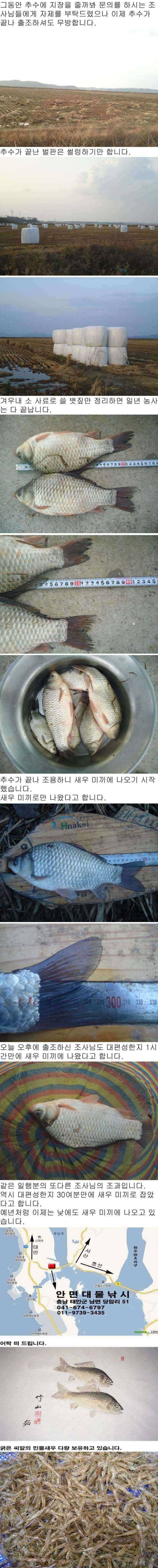 1105 부남호 조황 (조황조행기 - 특파원조황)