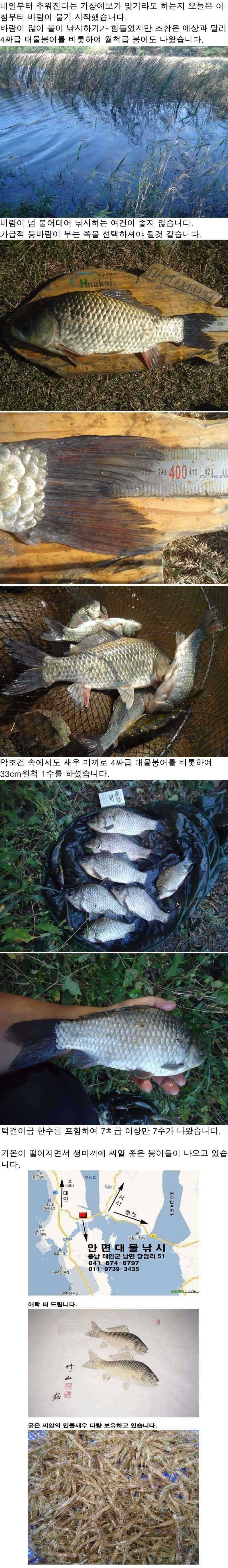 1024 안면도권 저수지 및 수로 4짜대물붕어 및 월척붕어 조황 (조황조행기 - 특파원조황)