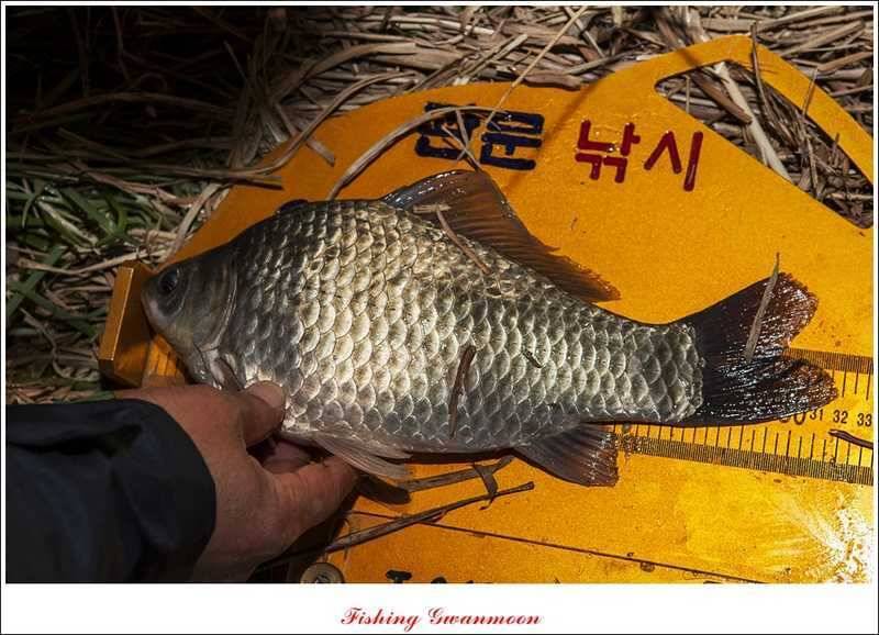 달천강 호조황화곡지칠성지 소식 (조황조행기 - 특파원조황)