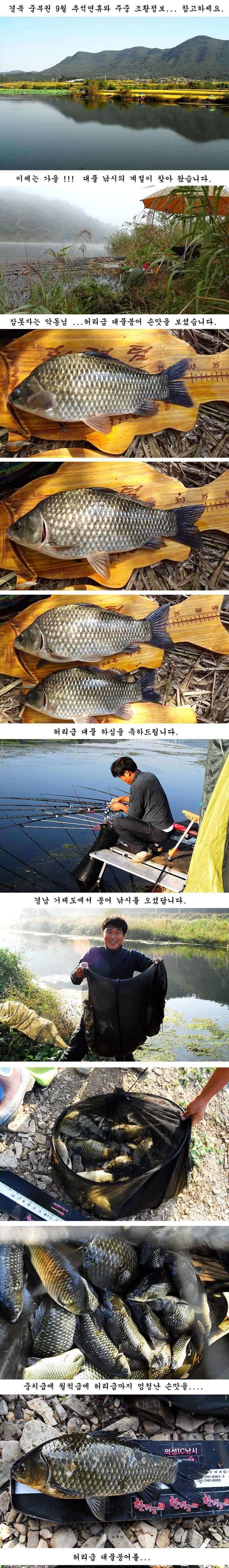 허리급에 마릿수 (조황조행기 - 특파원조황)