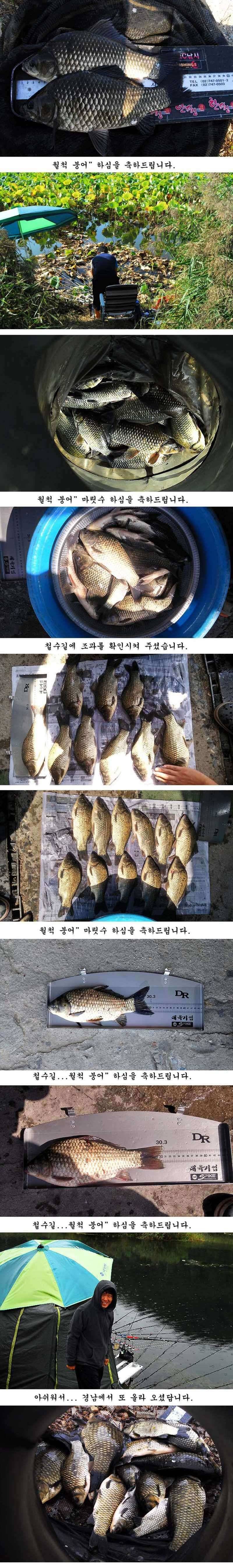 허리급에 마릿수 (조황조행기 - 특파원조황)