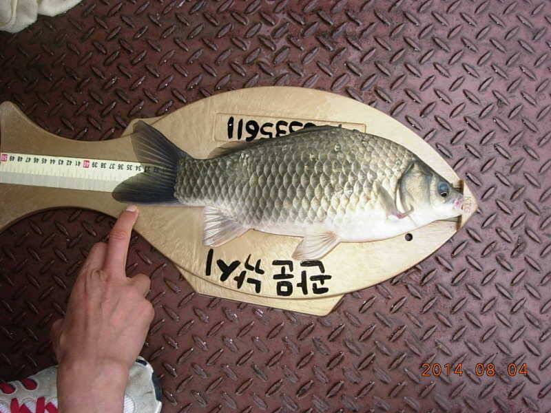 충주호 병호37cm급 대물소식과 장임식마릿수 조황 (조황조행기 - 특파원조황)