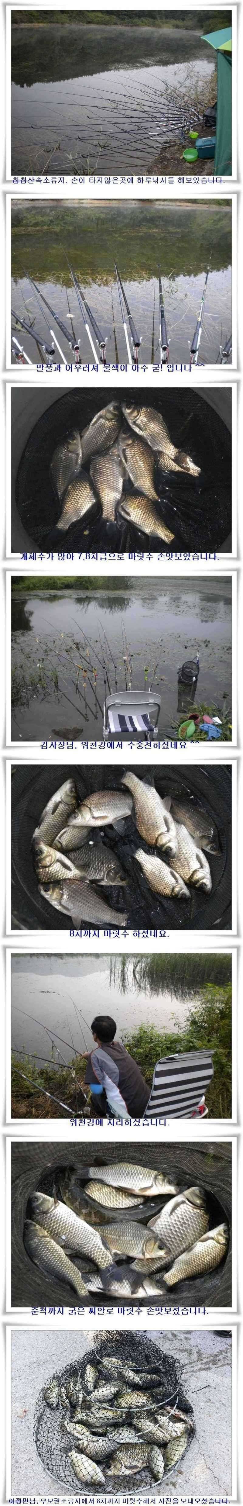 천고어비의 계절 (조황조행기 - 특파원조황)