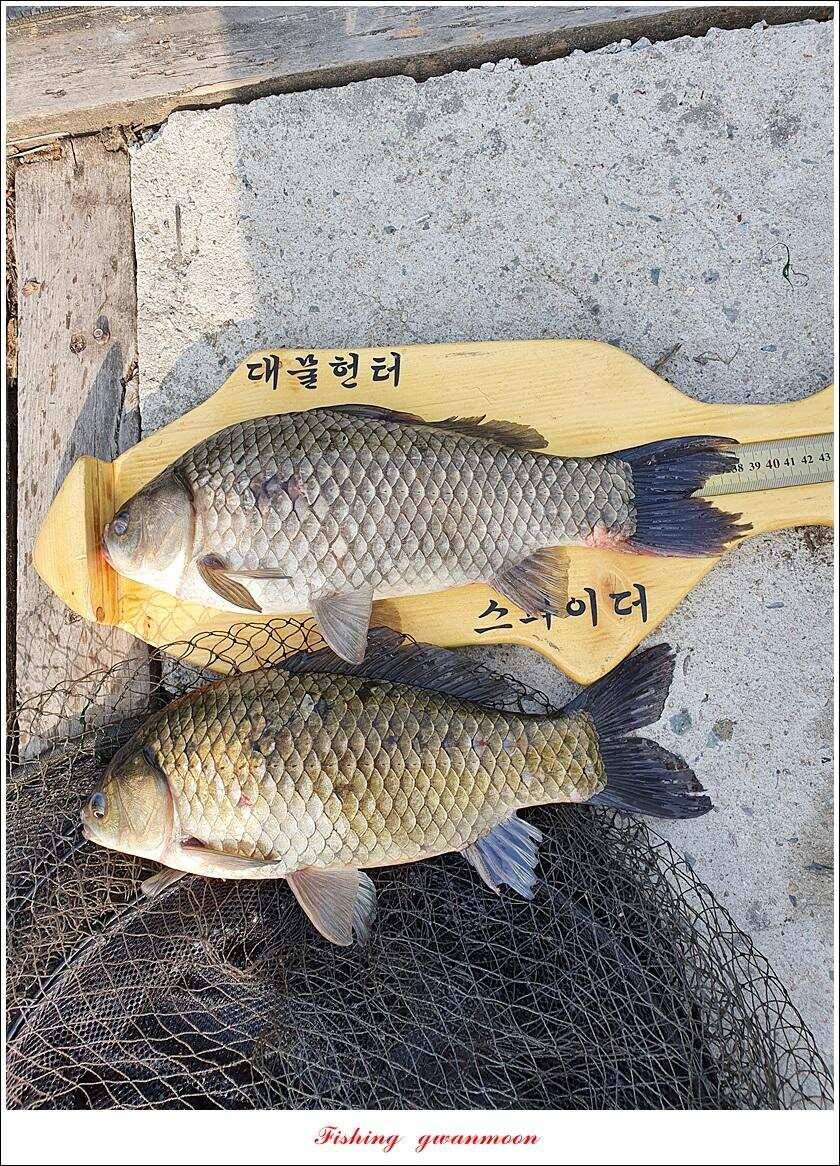 제일 435 cm415 cm문골 37 cm화곡지 4 짜 대물 조황 (조황조행기 - 특파원조황)