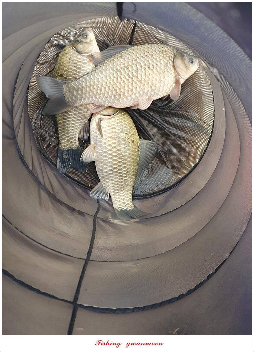 실리곡 44 cm41 cm40 cm돌감 40 cm사짜 조황 및 이벤트 시상 (조황조행기 - 특파원조황)