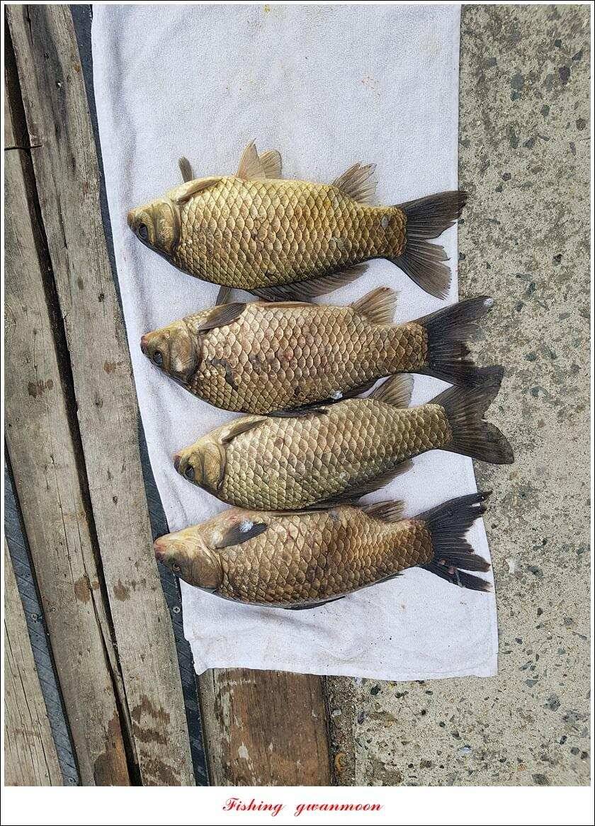 제일 39 cm 대물 조황화곡지칠성지 조황 (조황조행기 - 특파원조황)