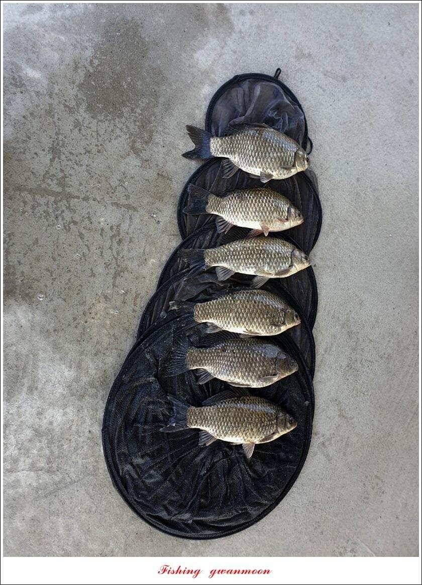 제일 39 cm 대물 조황화곡지칠성지 조황 (조황조행기 - 특파원조황)